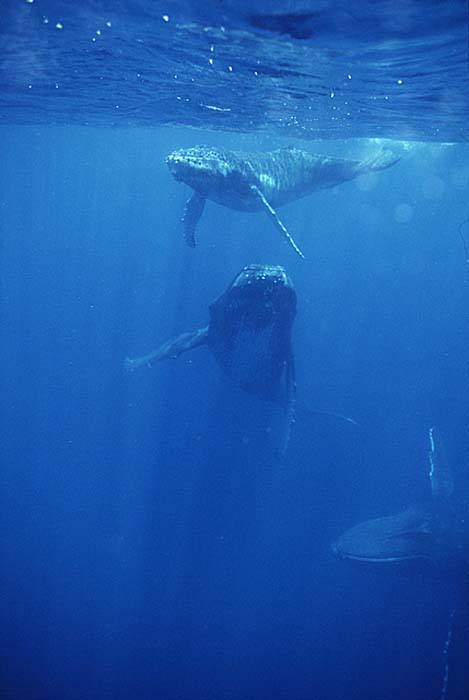 Humpback Whale (Megaptera novaeangliae)