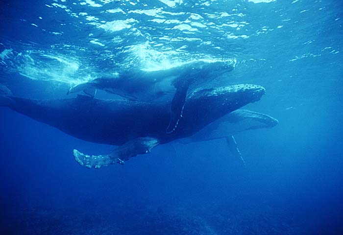 Humpback Whale (Megaptera novaeangliae)