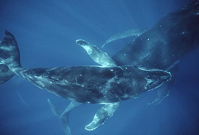 Humpback Whale (Megaptera novaeangliae)