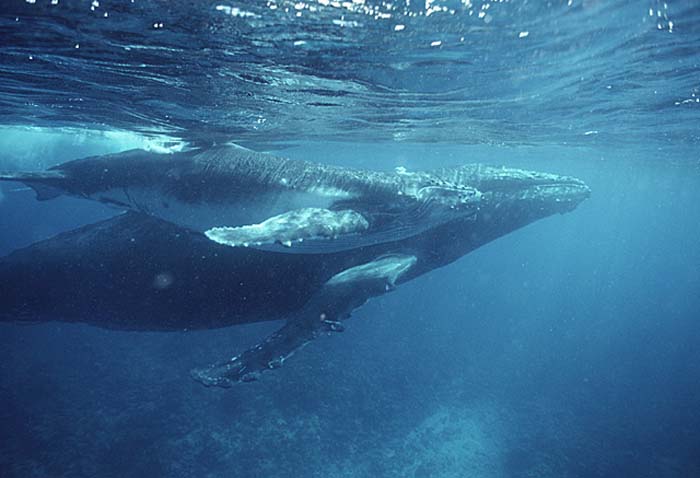 Humpback Whale (Megaptera novaeangliae)