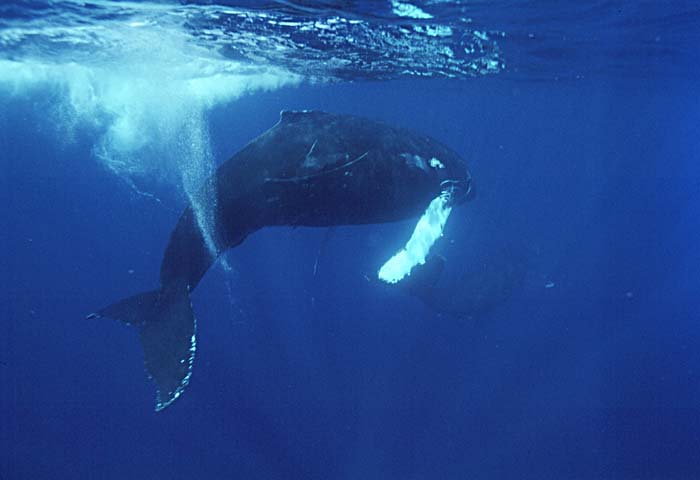 Humpback Whale (Megaptera novaeangliae)