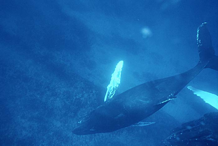 Humpback Whale (Megaptera novaeangliae)