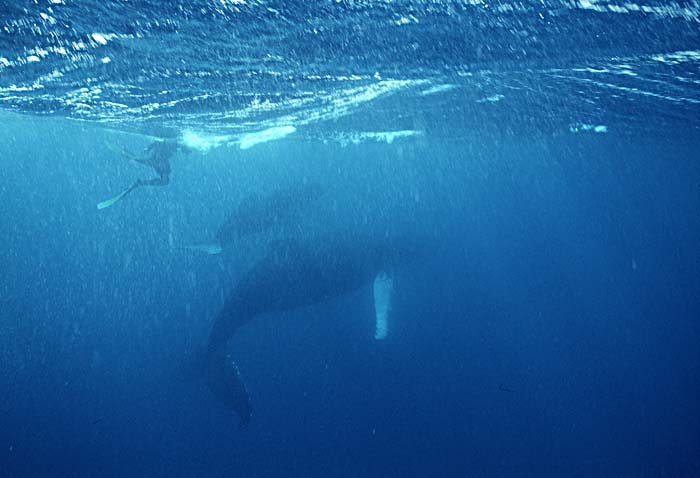 Humpback Whale (Megaptera novaeangliae)