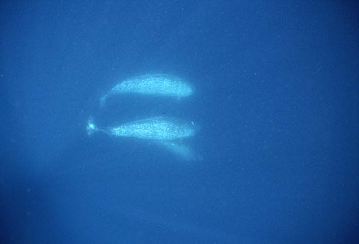 Narwhal (Monodon monoceros)