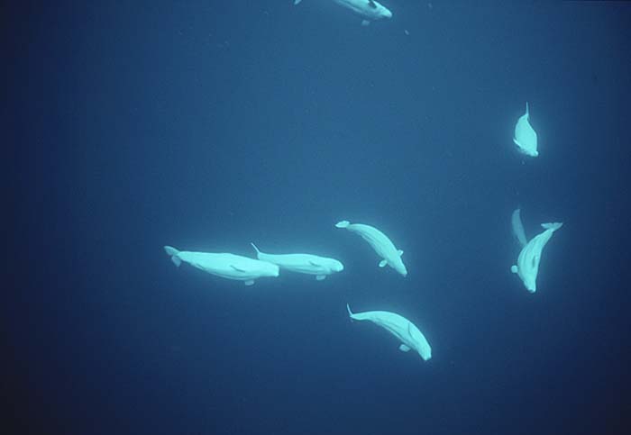 Beluga Whale (Delphinapterus leucas)