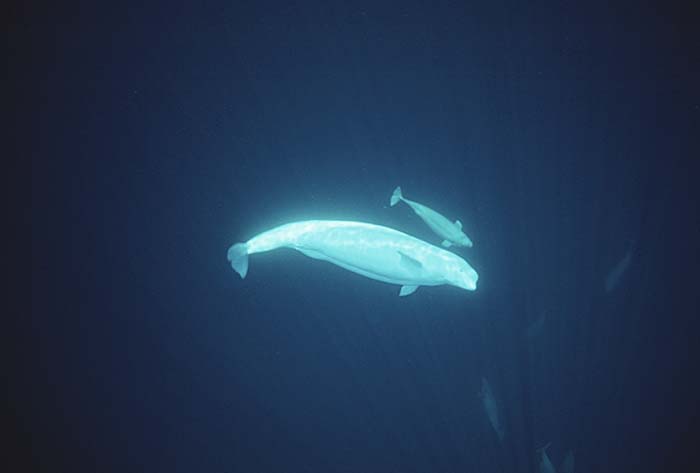 Beluga Whale (Delphinapterus leucas)