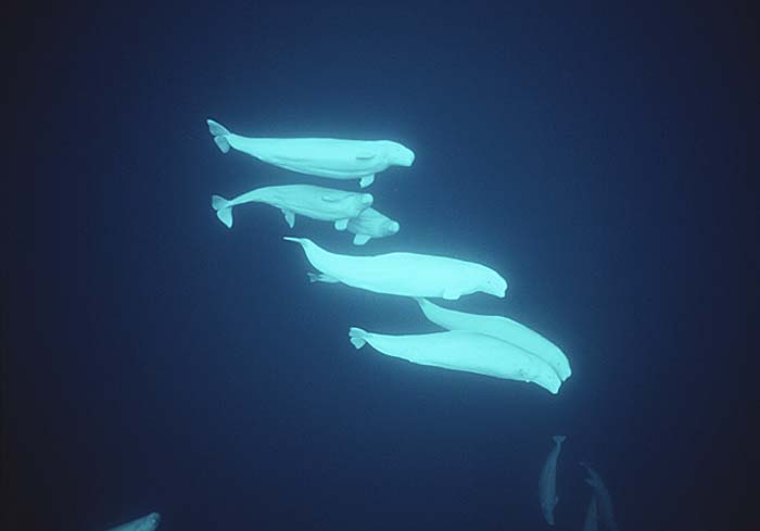 Beluga Whale (Delphinapterus leucas)