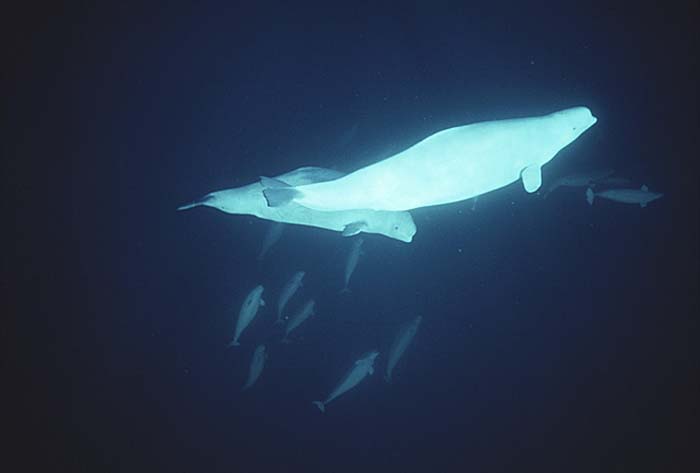 Beluga Whale (Delphinapterus leucas)