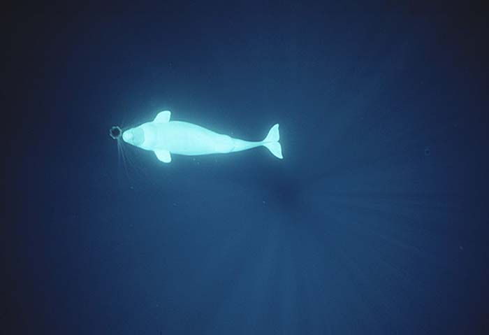 Beluga Whale (Delphinapterus leucas)