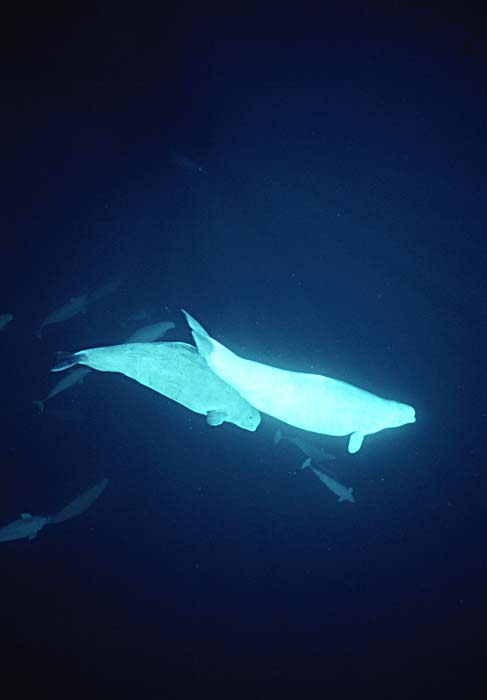 Beluga Whale (Delphinapterus leucas)