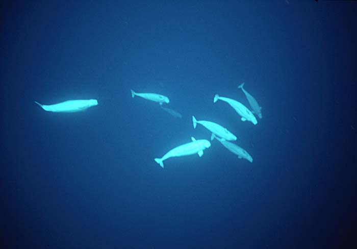 Beluga Whale (Delphinapterus leucas)