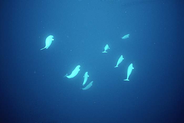 Beluga Whale (Delphinapterus leucas)