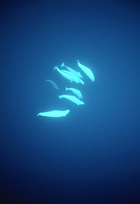 Beluga Whale (Delphinapterus leucas)