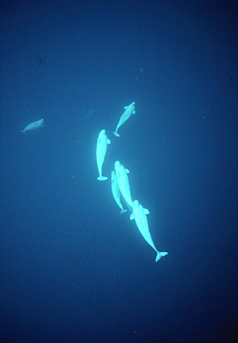 Beluga Whale (Delphinapterus leucas)