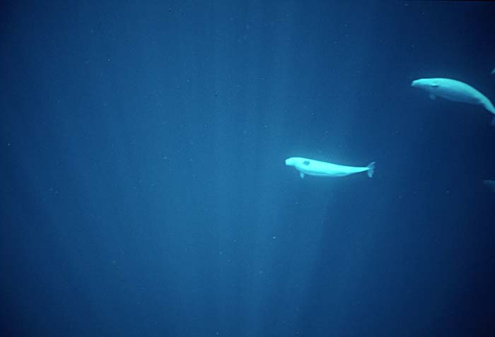 Beluga Whale (Delphinapterus leucas)