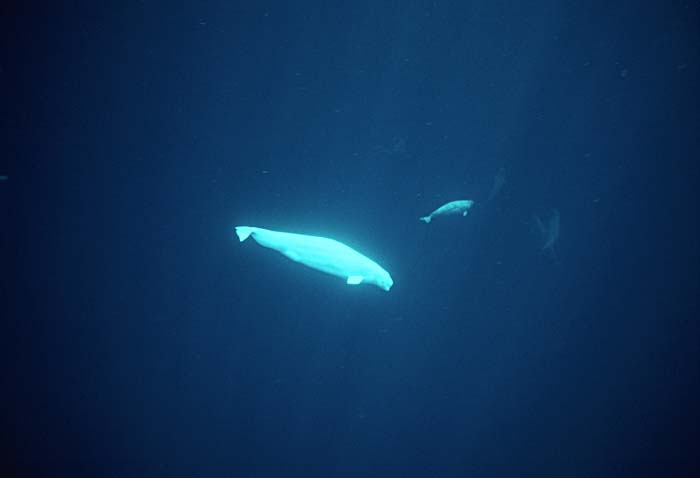 Beluga Whale (Delphinapterus leucas)