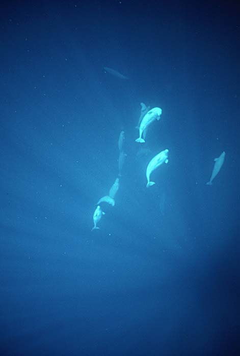 Beluga Whale (Delphinapterus leucas)