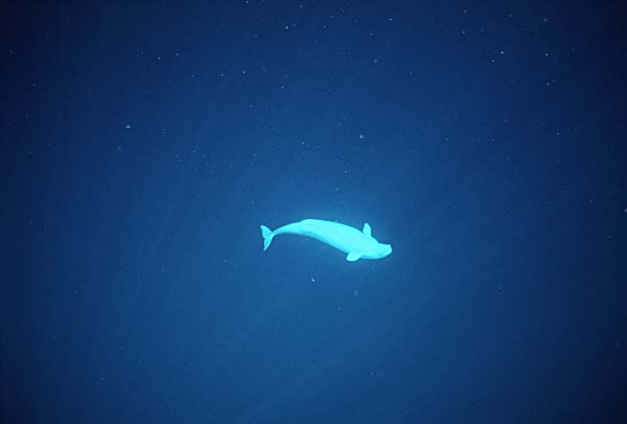 Beluga Whale (Delphinapterus leucas)