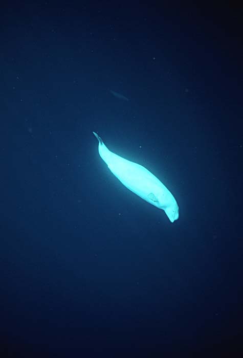 Beluga Whale (Delphinapterus leucas)