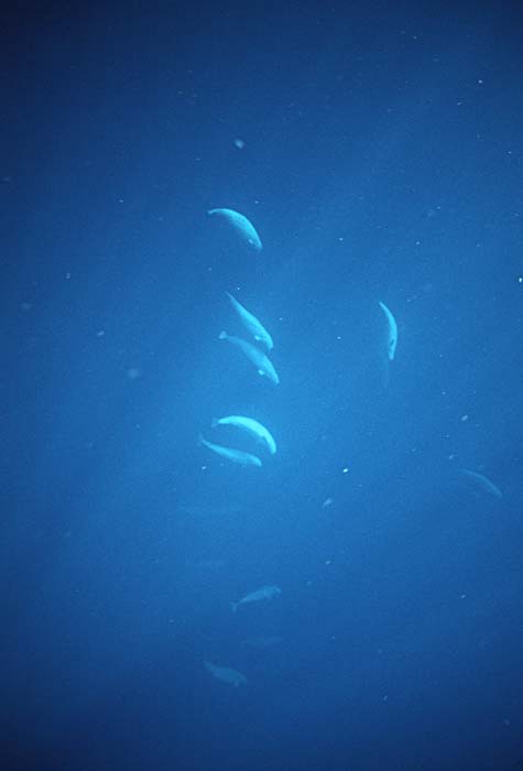 Beluga Whale (Delphinapterus leucas)