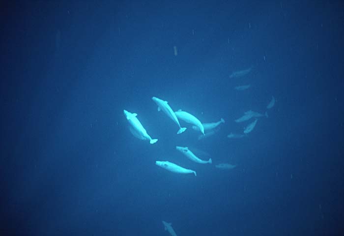 Beluga Whale (Delphinapterus leucas)