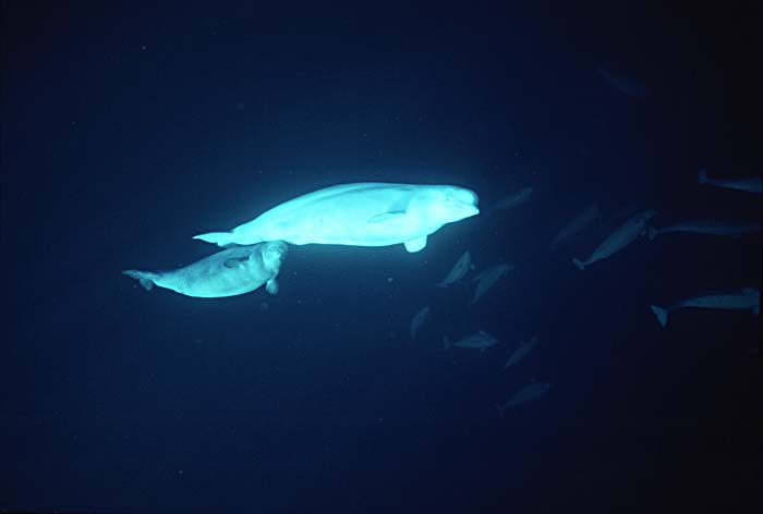 Beluga Whale (Delphinapterus leucas)