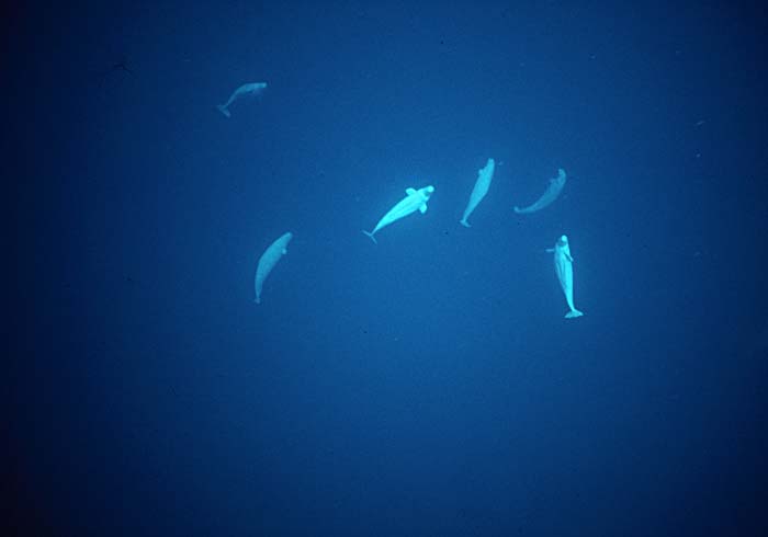 Beluga Whale (Delphinapterus leucas)