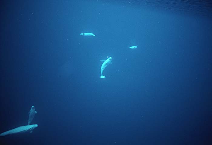 Beluga Whale (Delphinapterus leucas)