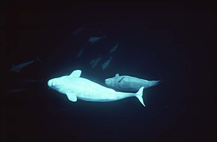 Beluga Whale (Delphinapterus leucas)