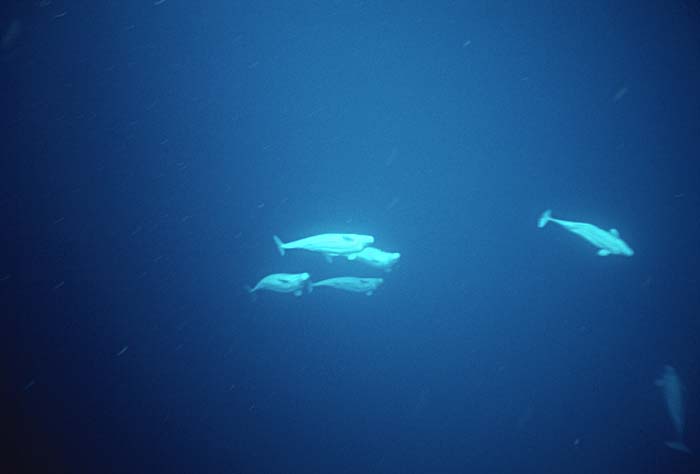 Beluga Whale (Delphinapterus leucas)