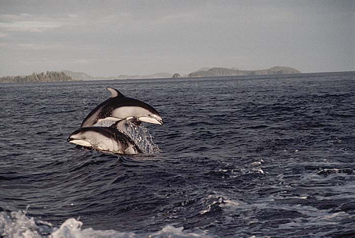 Pacific White-sided Dolphin (Lagenorhynchus obliquidens)