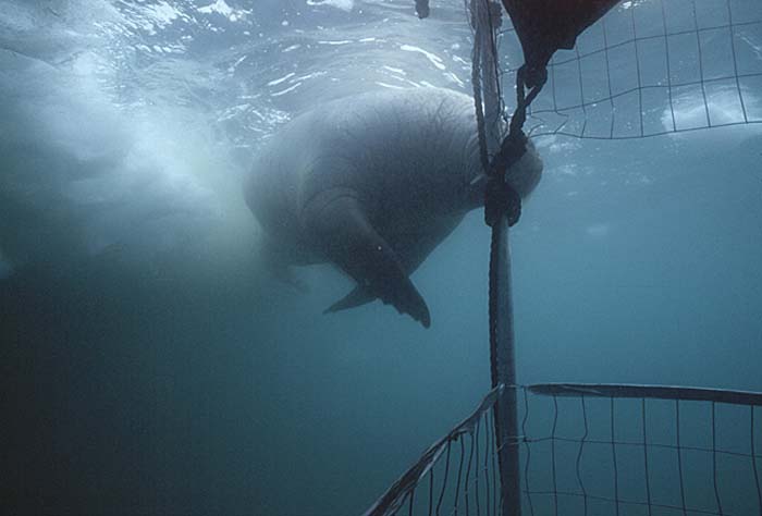 Atlantic Walrus (Odobenus rosmarus rosmarus)