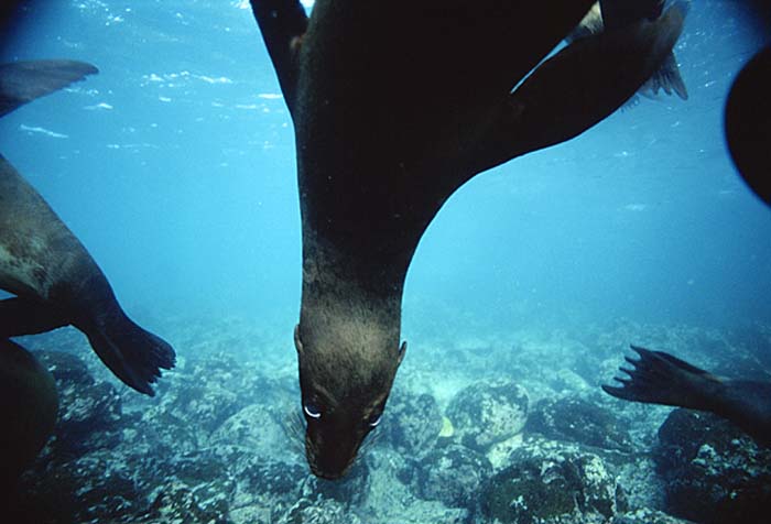 Guadalupe Fur Seal (Arctocephalus townsendi)