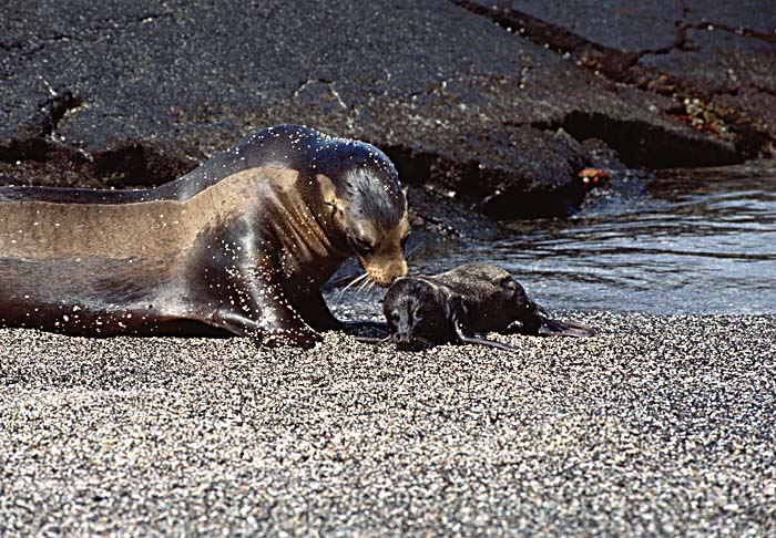 Guadalupe Fur Seal (Arctocephalus townsendi)