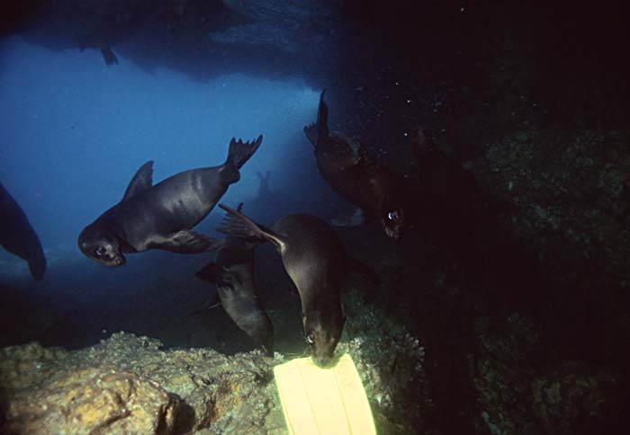 Guadalupe Fur Seal (Arctocephalus townsendi)