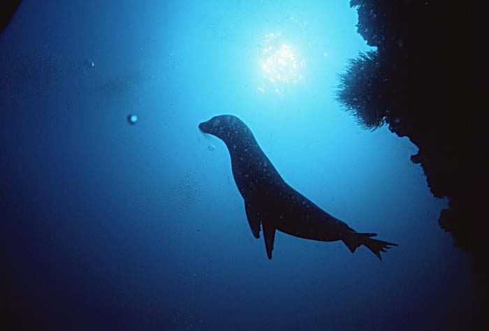 Guadalupe Fur Seal (Arctocephalus townsendi)