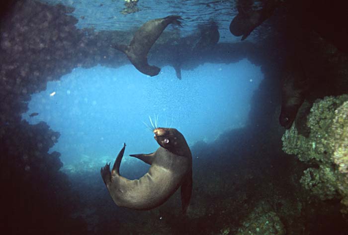 Guadalupe Fur Seal (Arctocephalus townsendi)