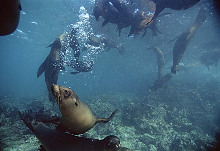 Guadalupe Fur Seal (Arctocephalus townsendi)