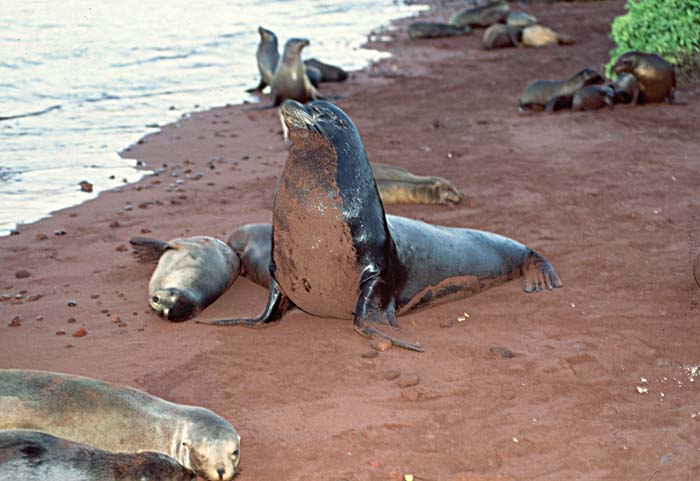 Guadalupe Fur Seal (Arctocephalus townsendi)