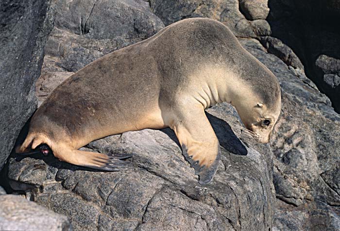 Guadalupe Fur Seal (Arctocephalus townsendi)