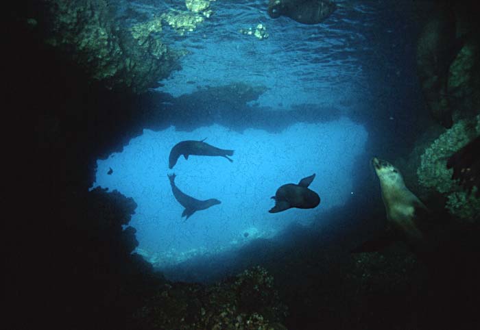 Guadalupe Fur Seal (Arctocephalus townsendi)