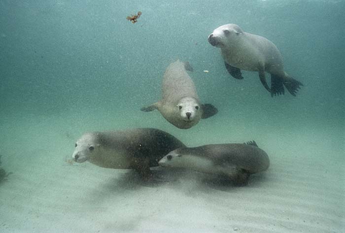 Australian Sea Lion (Neophoca cinerea)