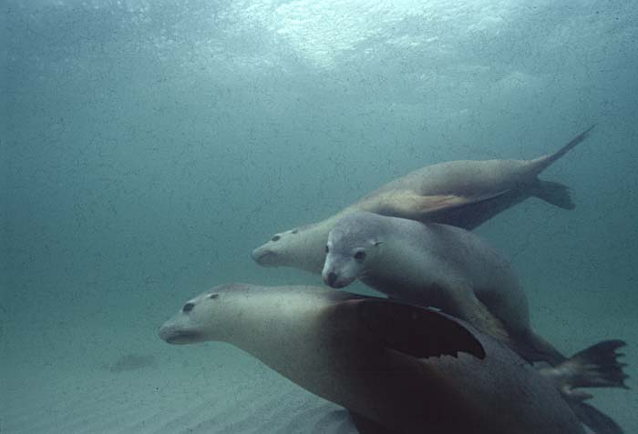 Australian Sea Lion (Neophoca cinerea)