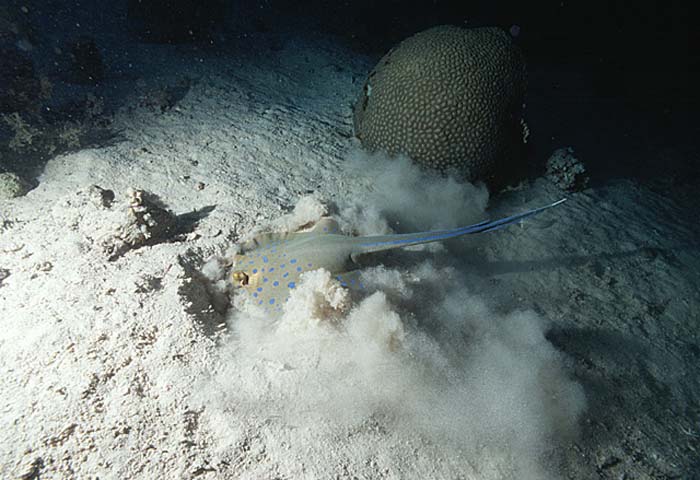 Blue-spotted Maskray (Neotrygon kuhlii)