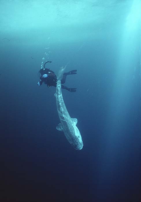 Greenland Shark (Somniosus microcephalus)