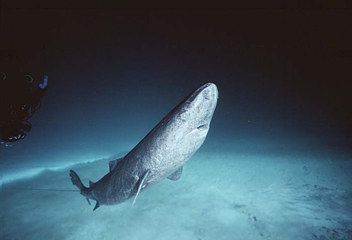 Greenland Shark (Somniosus microcephalus)