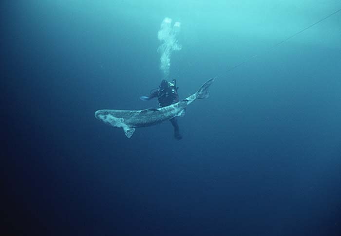 Greenland Shark (Somniosus microcephalus)