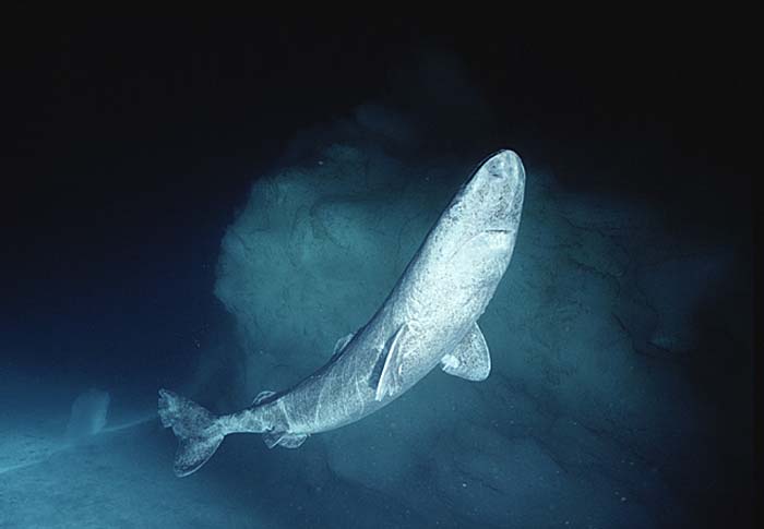 Greenland Shark (Somniosus microcephalus)