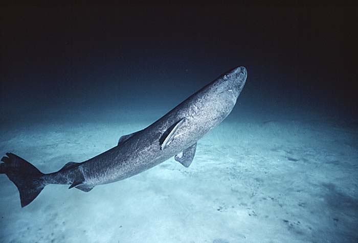 Greenland Shark (Somniosus microcephalus)