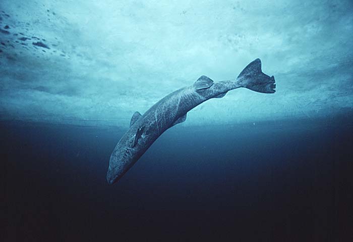 Greenland Shark (Somniosus microcephalus)